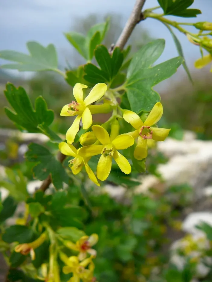 Gold-Johannisbeere, Ribes aureum