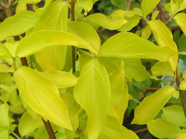 Gold-Kornelkirsche „Aurea“ (Cornus mas)