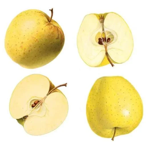 Golden Delicious