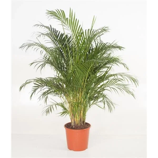 Goldfruchtpalme Arecapalme Chrysalidocarpus lutescens