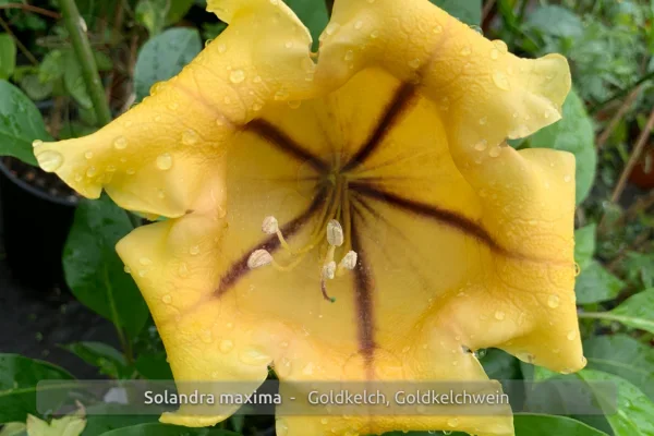 Goldkelchwein, Solandra maxima, Pflanze