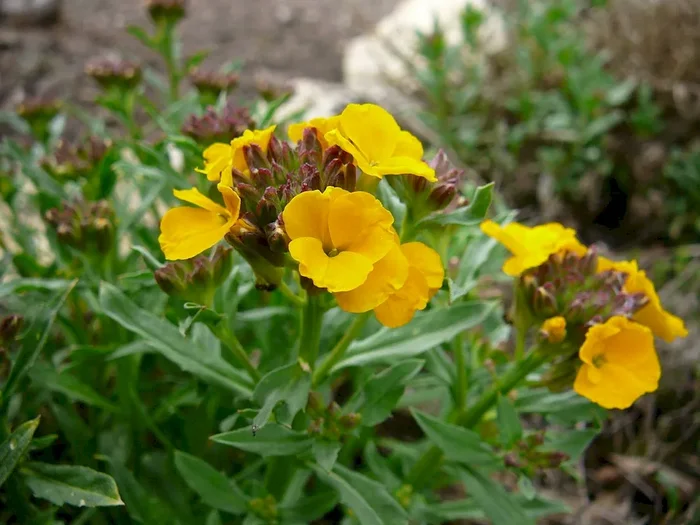 Goldlack (Bio-Saatgut), Erysimum cheirii