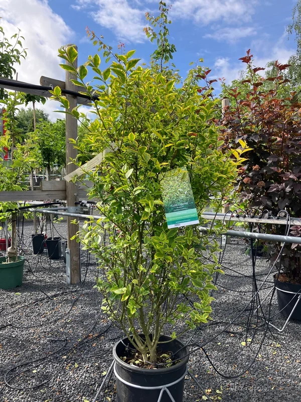 Goldliguster ‚Aureum‘