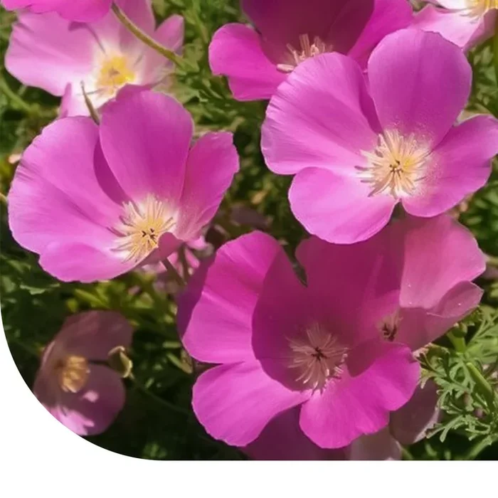 Goldmohn – Eschscholzia californica
