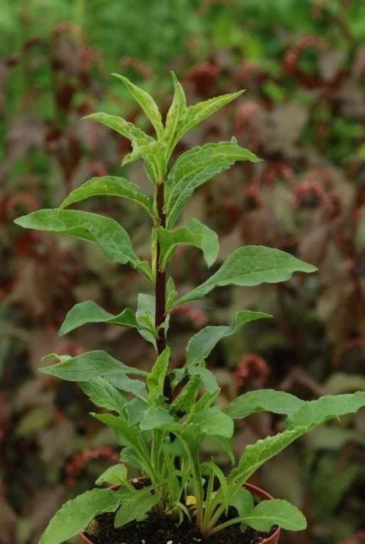 Goldrute – Solidago virgaurea