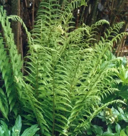 Goldschuppen-Farn (Dryopteris affinis) „Bio“