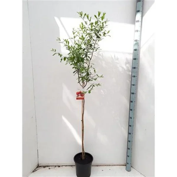 Granatapfel ‚Acco‘ 150-190 cm Hochstamm – Punica Granatum – Obstbaum – Granatäpfel / VERSANDKOSTENFREI