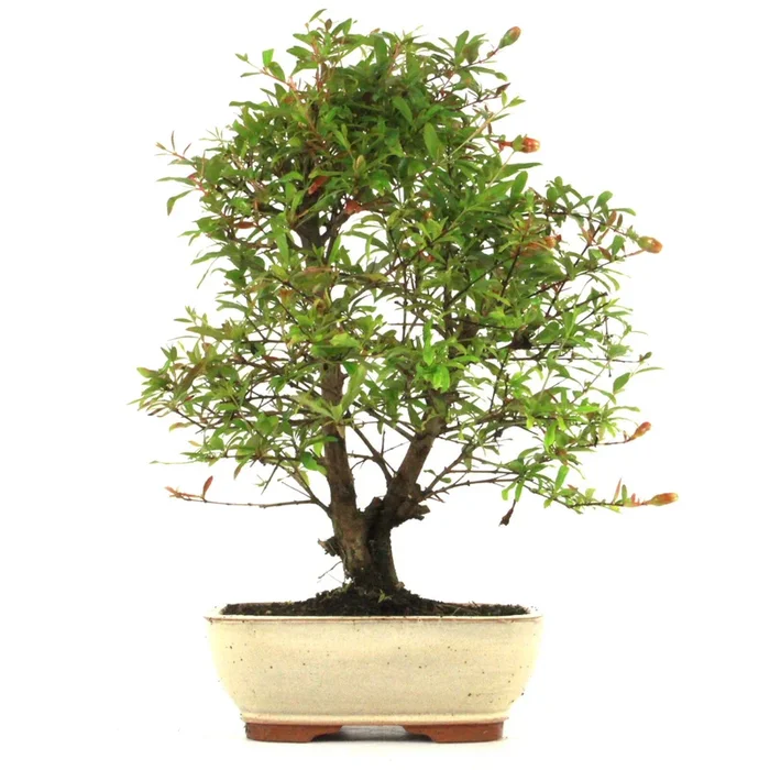Granatapfel Bonsai aus Spanien 13 Jahre 40 cm
