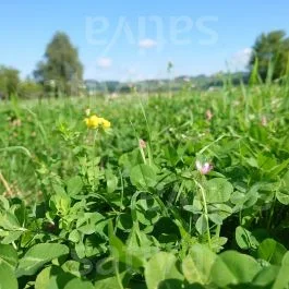 Green Carbon Fix – Untersaatmischung