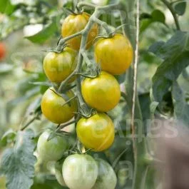 Green Grape – Cherrytomate