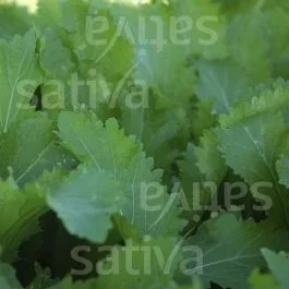 Green in Snow – Asiasalat