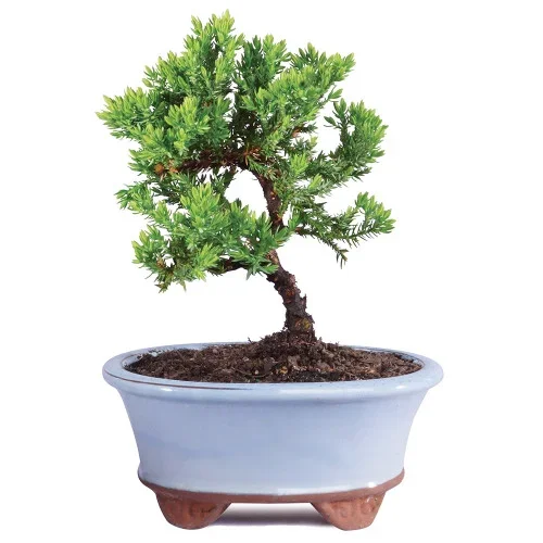 Green Mound Juniper – DT2101GMJ