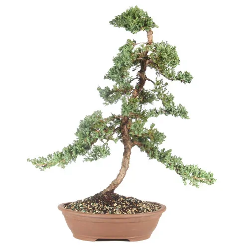Green Mound Juniper – ST6224GMJ-B