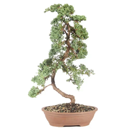 Green Mound Juniper – ST6224GMJ-C