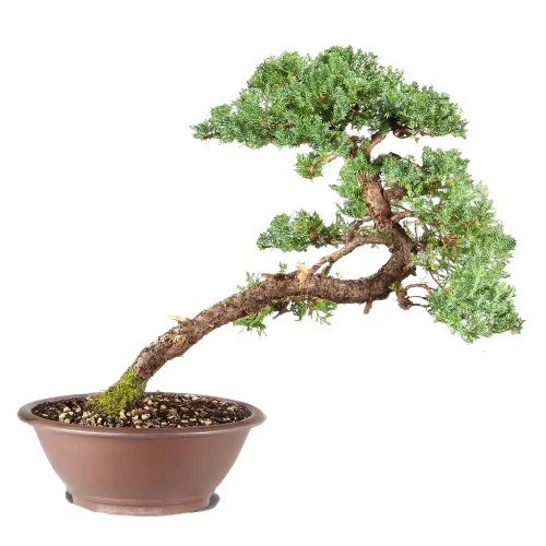 GREEN MOUND JUNIPER – ST6322GMJ-L