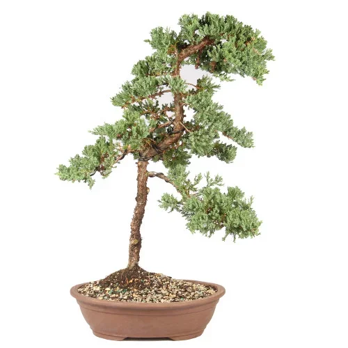 Green Mound Juniper – ST6324GMJ-K