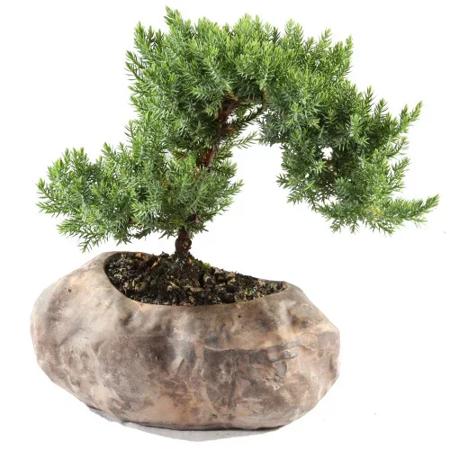 Green Mound Juniper Bonsai in Rock Pot – DT1509GMJR