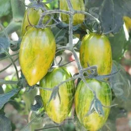 Green Tiger – Datteltomate