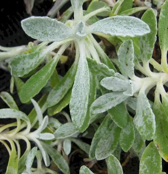 Griechischer Bergtee, Syrisches Gliedkraut, Sideritis syriaca