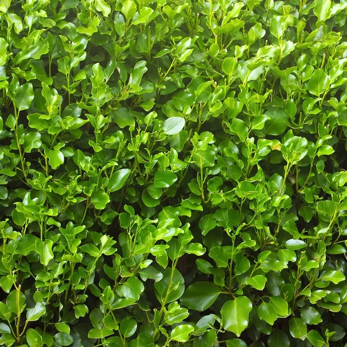 Griselinia