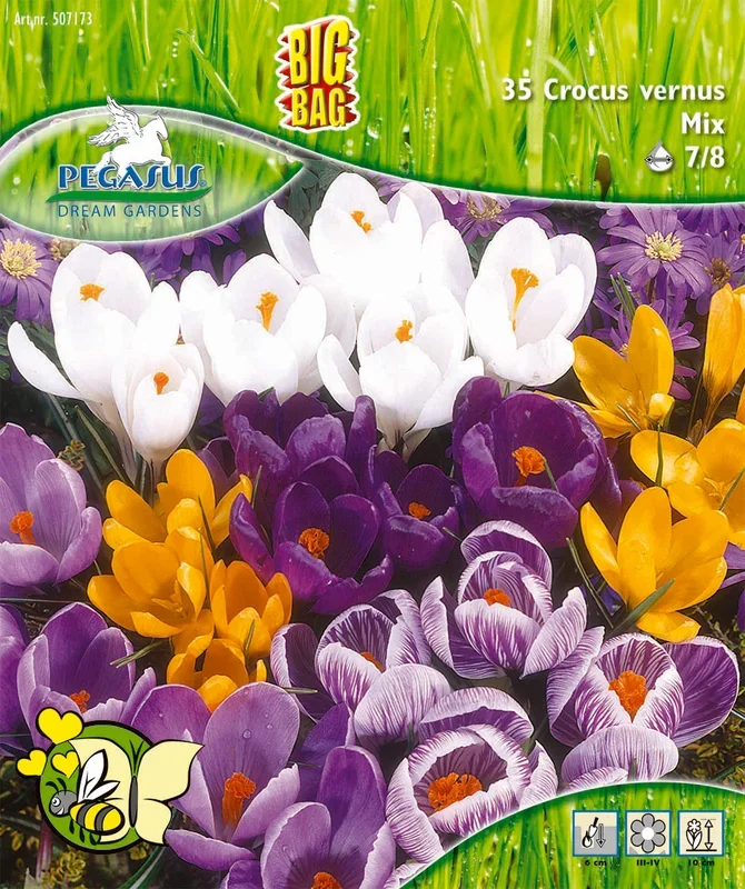 Großblumige Krokus Mischung (35 Stück)