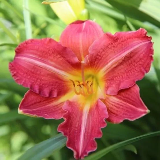 Großblumige Taglilie Chicago Apache – Hemerocallis Hybride