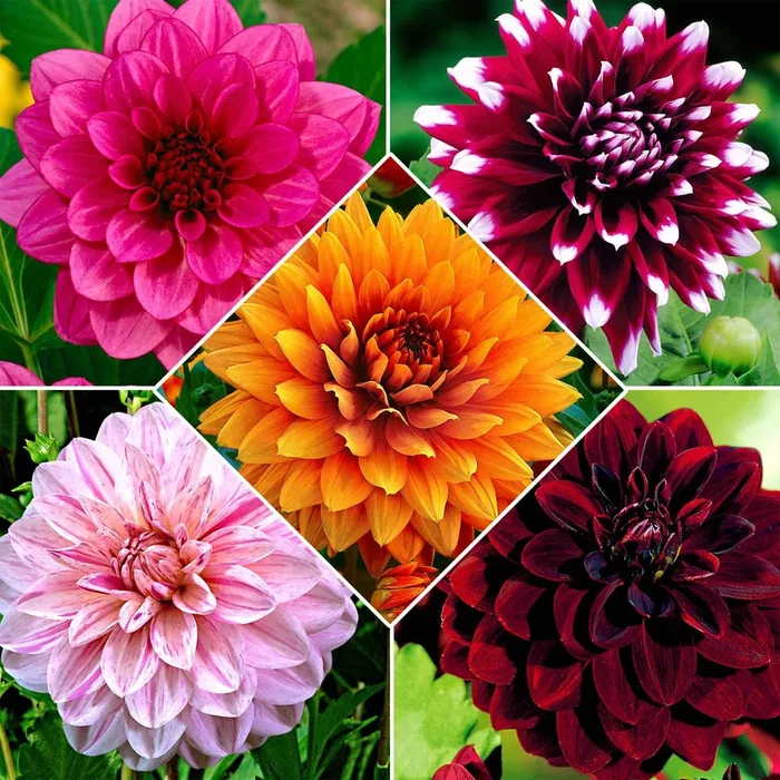 Großblütige Dahlien Mischung (x5)