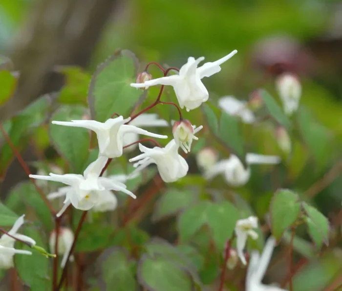 Großblütige Elfenblume ‚Nanum‘
