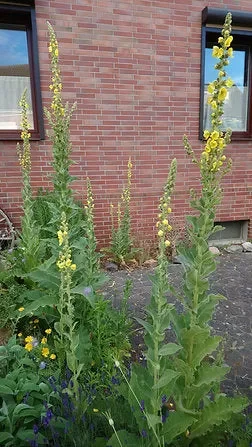 Großblütige Königskerze (Verbascum densiflorum)