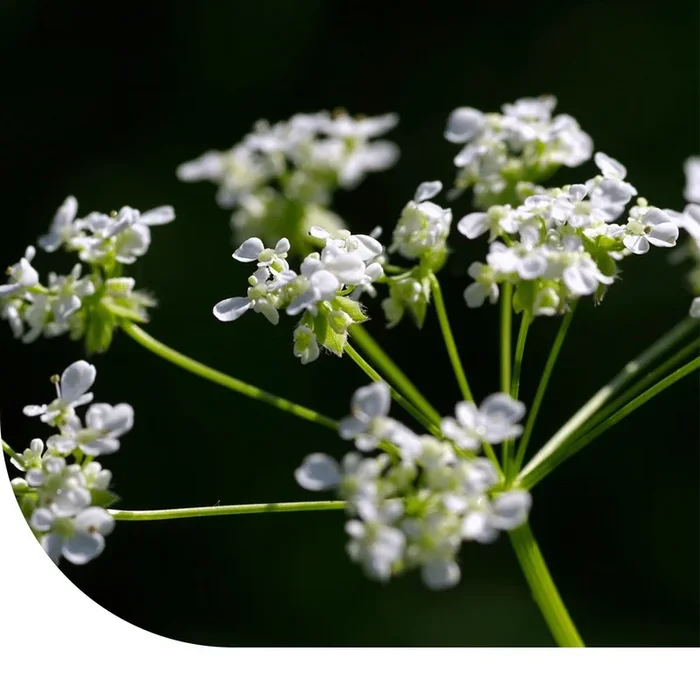 Große Knorpelmöhre – Ammi majus