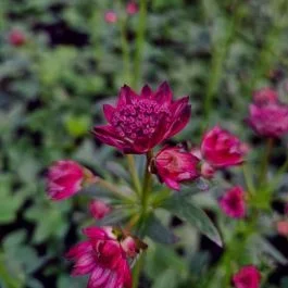 Große Sterndolde (Astrantia major) Ruby Wedding