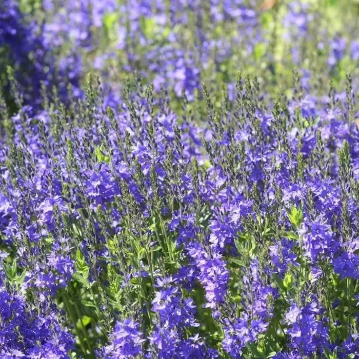 Großer Ehrenpreis (Bio-Saatgut), Veronica teucrium