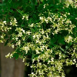 Großer Honigbaum (Sophora japonica ‚Regent‘)