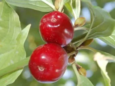 Großfrüchtige Kornelkirsche „Shan“ (Cornus mas)