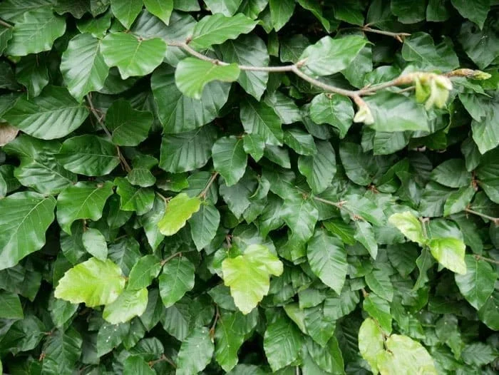 Grünbuchenhecke – Fagus sylvatica im Topf 60/80 cm
