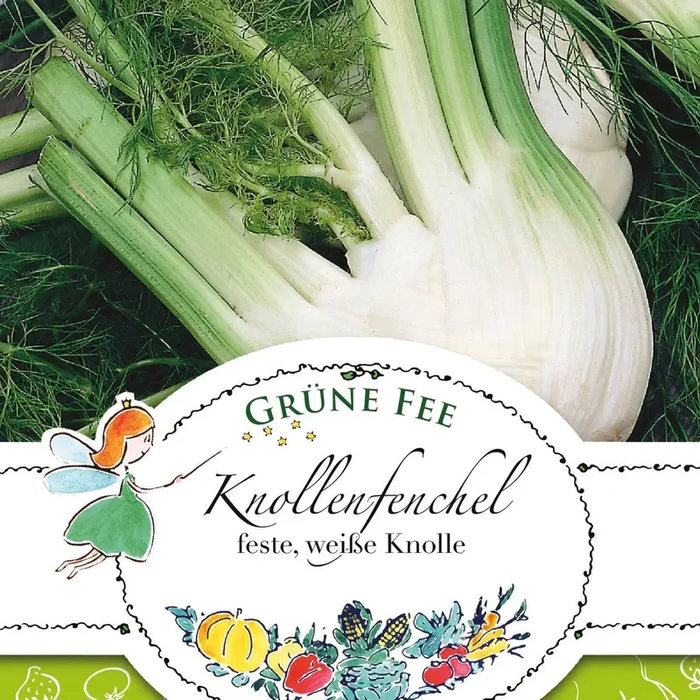 Grüne Fee Knollenfenchel feste, weiße Knolle