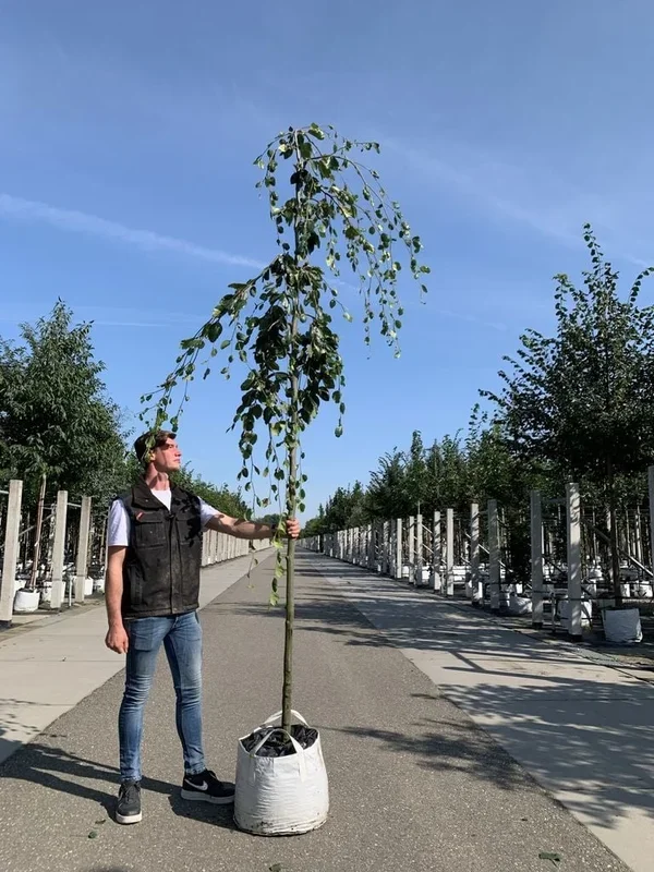 Grüne Hängebuche ‚Pendula‘