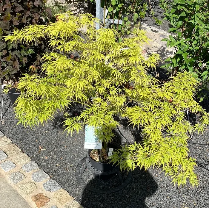 Grüner Schlitz-Ahorn ‚Dissectum Viridis‘