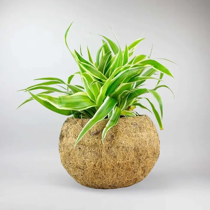 Grünlilie mit Kokostopf | Chlorophytum Comosum ‚Bonnie‘