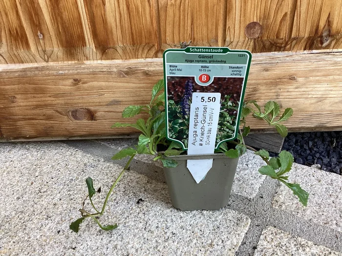 Günsel Ajuga reptans