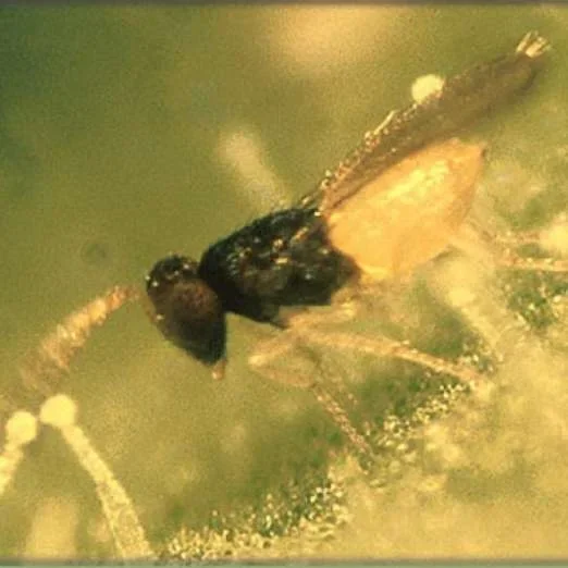 GutscheinkarteEF-Schlupfwespen(Encarsia formosa)