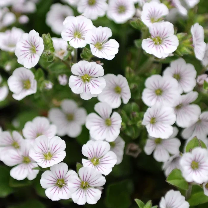 Gypsophila cerastioides