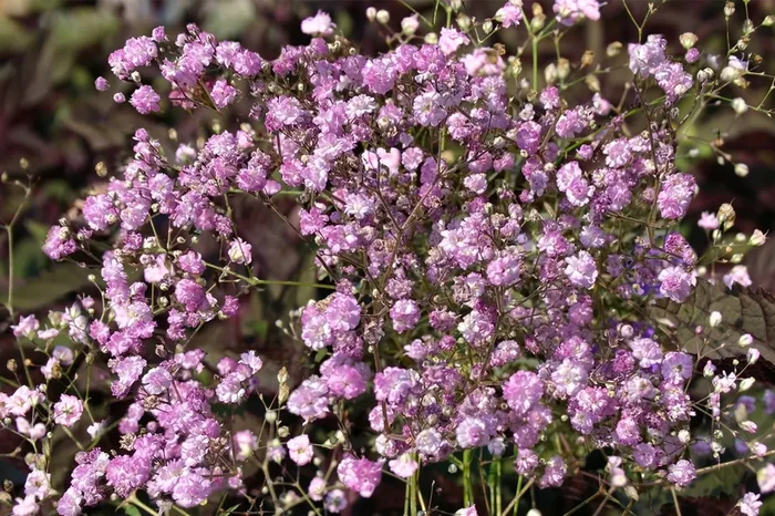 Gypsophila paniculata ‚Flamingo‘ (Gefülltes Schleierkraut)