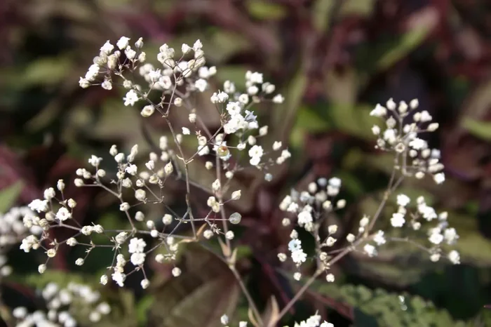 Gypsophila paniculata ‚Schneeflocke‘ (Garten Schleierkraut)