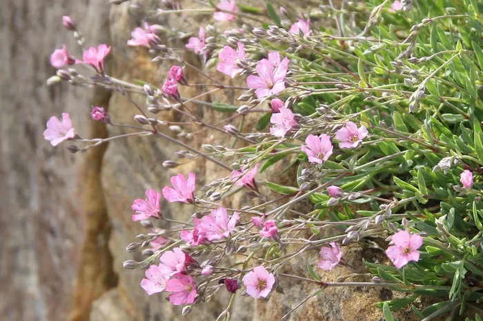 Gypsophila repens ‚Rosea‘ (Teppich-Schleierkraut)