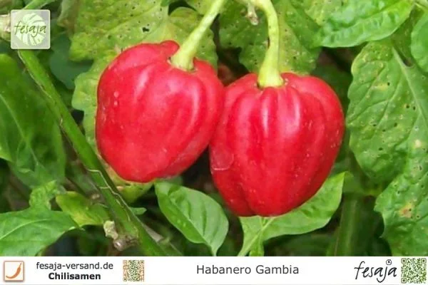 Habanero Gambia · Chili · Samen