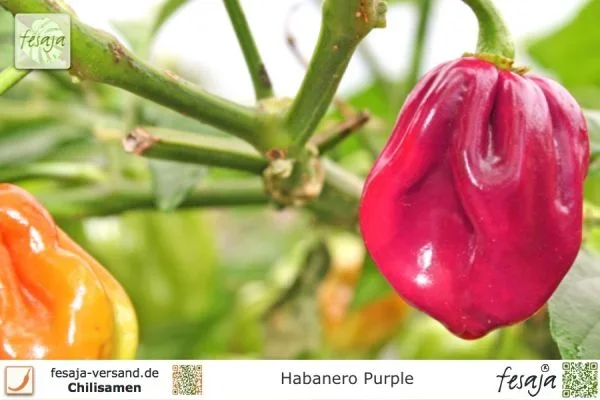 Habanero Purple · Chili · Samen