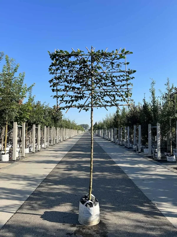 Hainbuche Spalier