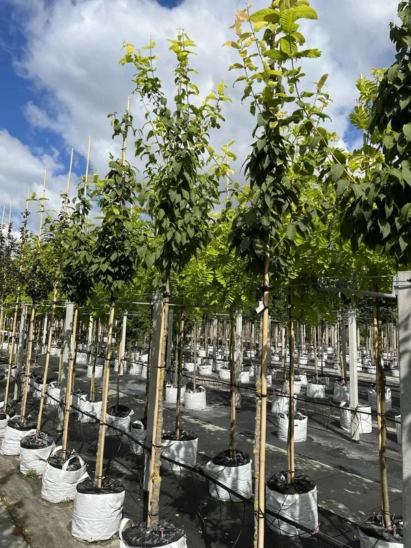 Hainbuchenblättriger Ahorn