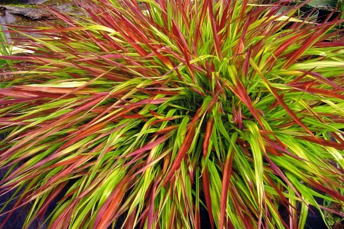 Hakonechloa macra ‚Mulled Wine‘ (Japanisches Berggras)